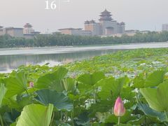 -莲花池公园