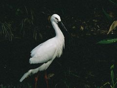 -珠海长隆海洋王国
