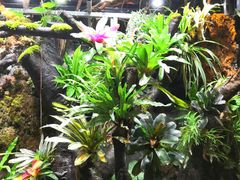 -正佳雨林生态植物园