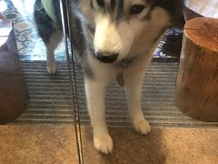 -more than meow吴止猫主题餐厅(承德 中船汇店)