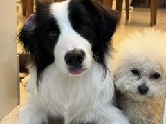 -趣玩宠物乐园寄养训犬训狗游泳池