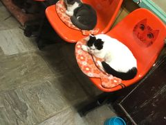 门面-猫咪博物馆(顶澳仔猫街店)