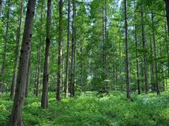 -黄海国家森林公园