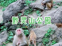 -黔灵山公园