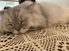 -猫友咖啡店(玉林西路店)