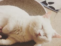 -猫咖时代(中山亭店)