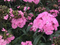 -松山湖梦幻百花洲