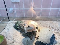 -Moni星球萌宠·小马宝莉·灵蛇·高端高阶全萌宠互动体验俱乐部(红豆国际广场店)
