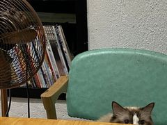 -猫色咖啡·猫咖