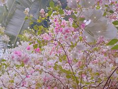 -深圳国际园林花卉博览园