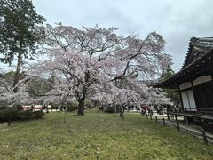 -醍醐寺