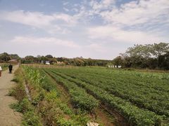 -侯臣咖啡文化村