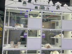 -小猫来了·猫舍(红山六九七九店)