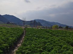 -径山花海