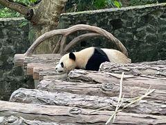 -都江堰中华大熊猫苑