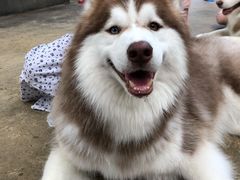 -TrueLove @ Neverland (Husky Cafe)