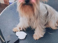 -派多格宠物·购宠(靛厂路店)