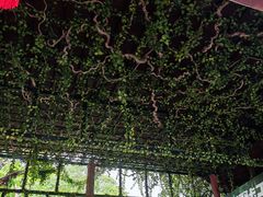 -海南槟榔谷黎苗文化旅游区