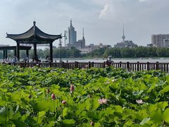 -莲花池公园