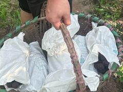 -马陆小张葡萄园农家乐