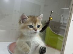 -青奢宠物·青奢猫舍