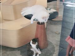 -瞄一喵猫咖(格力海岸店)