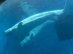 -芜湖新华联大白鲸海洋公园