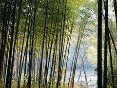 -宜兴龙背山森林公园