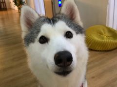 -Husky Go! 哈士奇体验馆·宠物咖啡厅狗咖