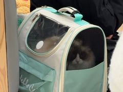 -艾贝尔宠物医院·24H转诊中心·肿瘤猫专科(江宁双龙店)