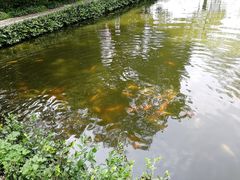 -西湖外事游船(花港观鱼码头)