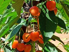 -北宅大永樱桃采摘基地(崂山总部)