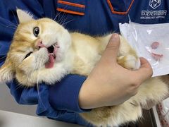 -Bastet sally猫舍购宠(静安店)