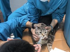 -联合动物医院(光谷诊疗中心)