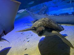 -凯莉-塔尔敦海洋生物水族馆