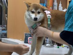 -联合动物医院(光谷诊疗中心)