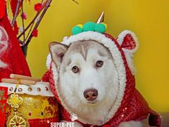 -超宠爱宠物摄影-Super pet