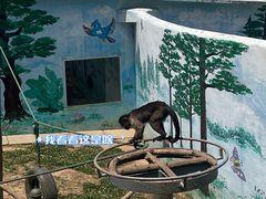 -西霞口神雕山野生动物世界