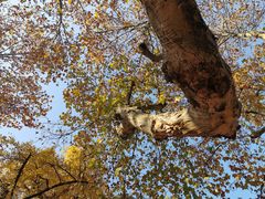 -苏州文庙(姑苏区)