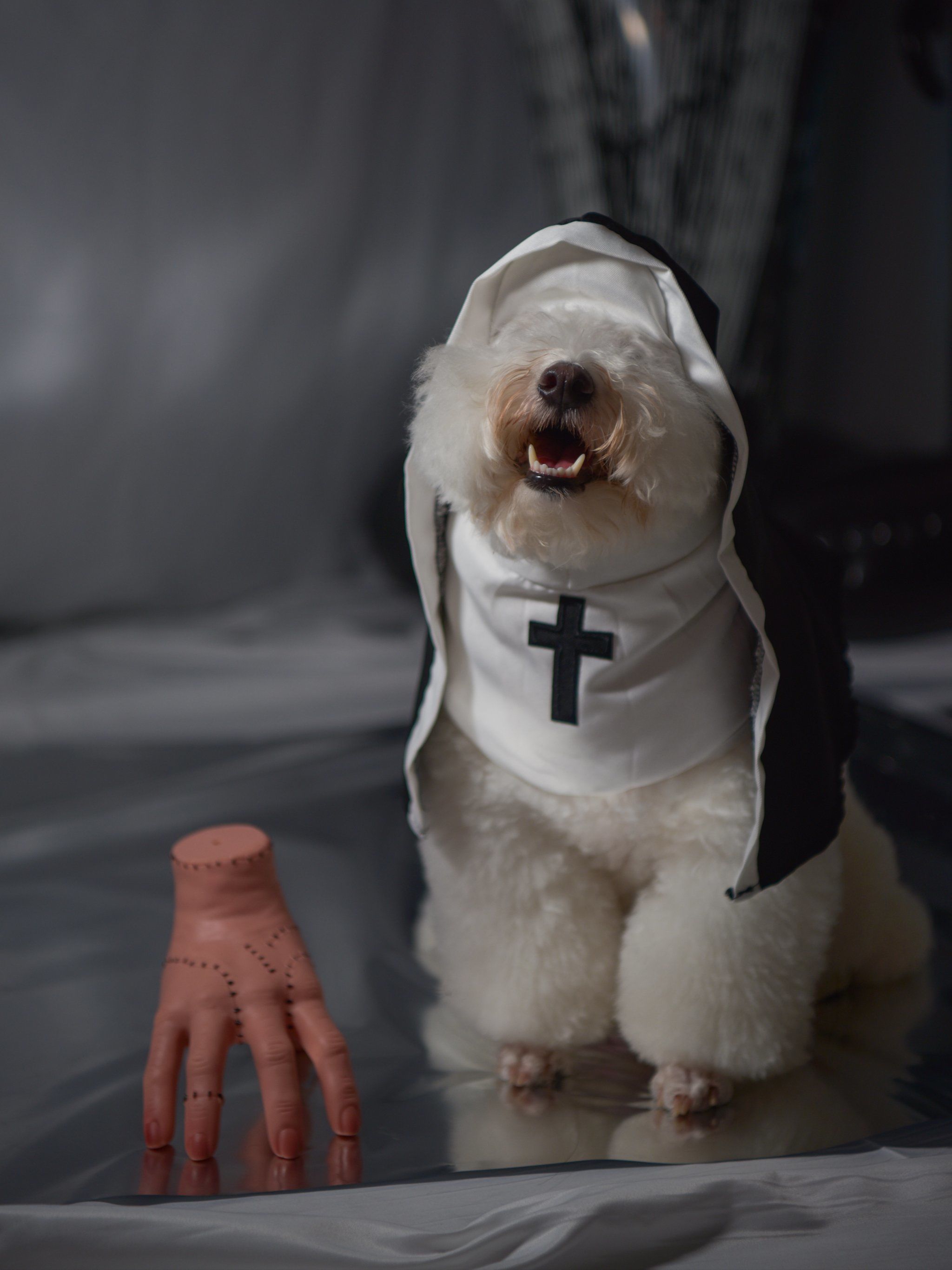 卖萌修女汪星人