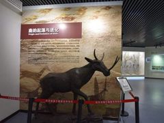 -北京麋鹿生态实验中心