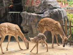 -野象谷景区