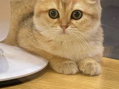 -袖虎宠物·金渐层缅因猫舍(灵芝店)