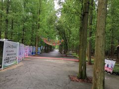 -东平国家森林公园
