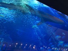 -成都浩海立方海洋公园