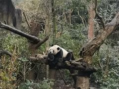 -都江堰中华大熊猫苑