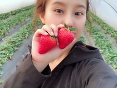 -喜杨洋草莓采摘园