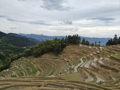 -紫鹊界梯田景区