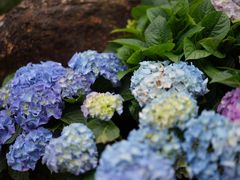 -深圳仙湖植物园