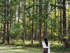 -黄海国家森林公园